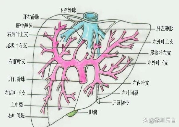 肝脏下腔静脉图片