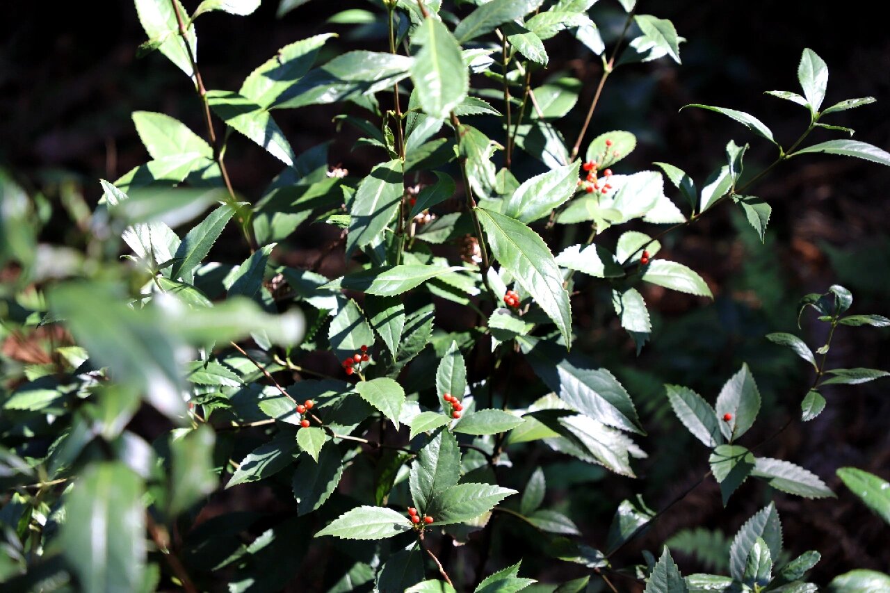 肿节风(俗称草珊瑚)
