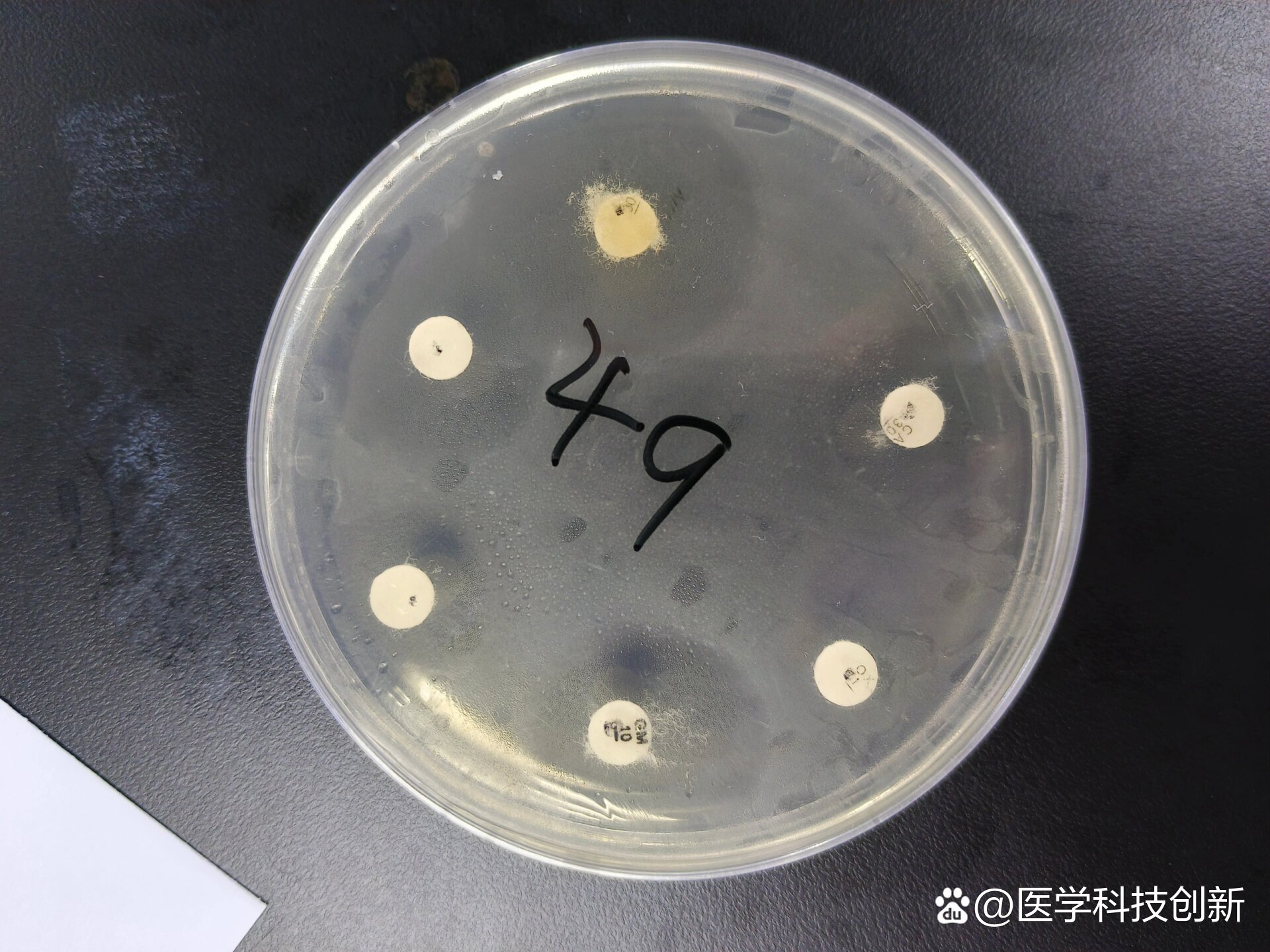 大肠杆菌的药敏试验