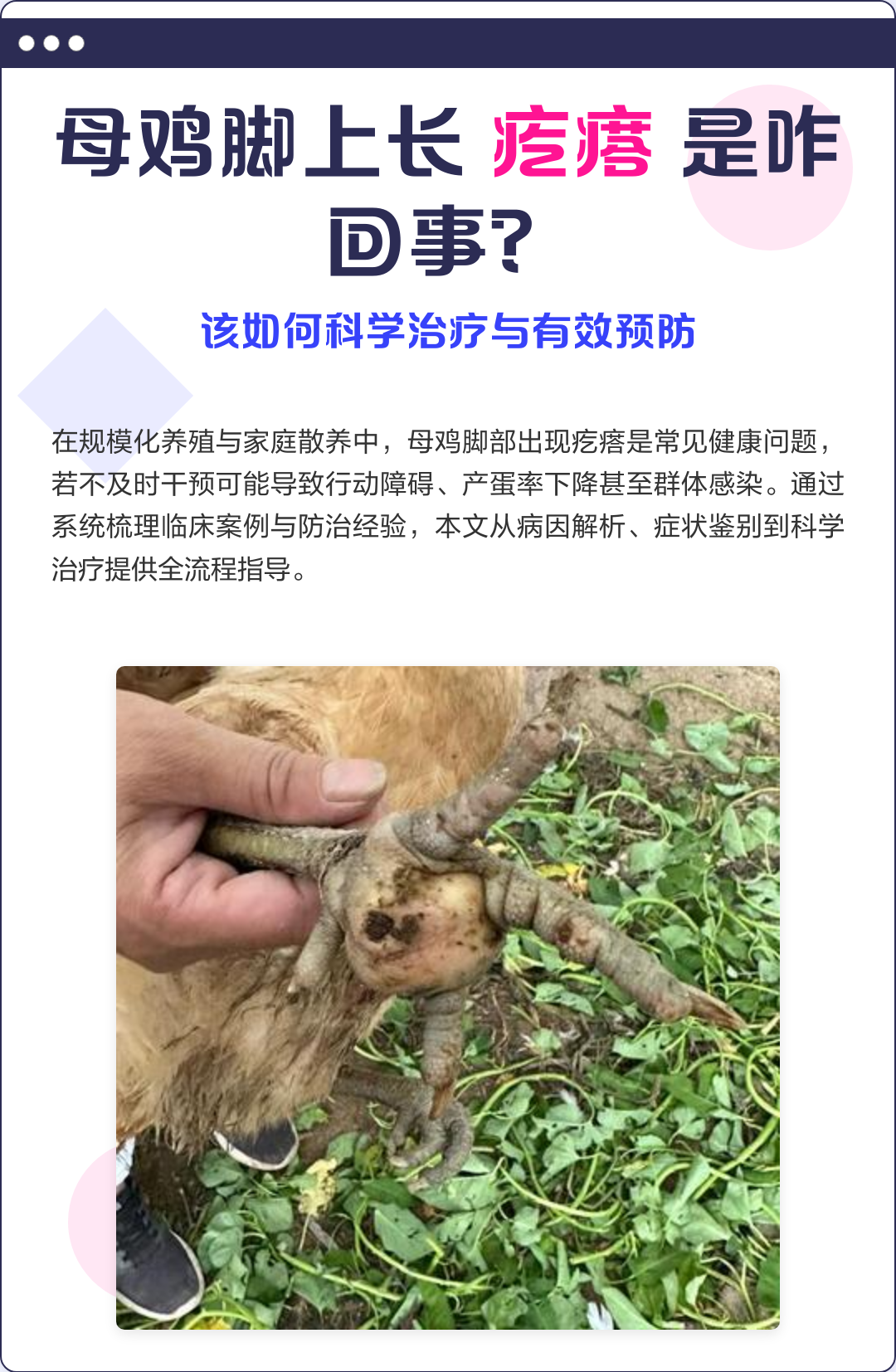 母鸡脚上长疙瘩是咋回事？