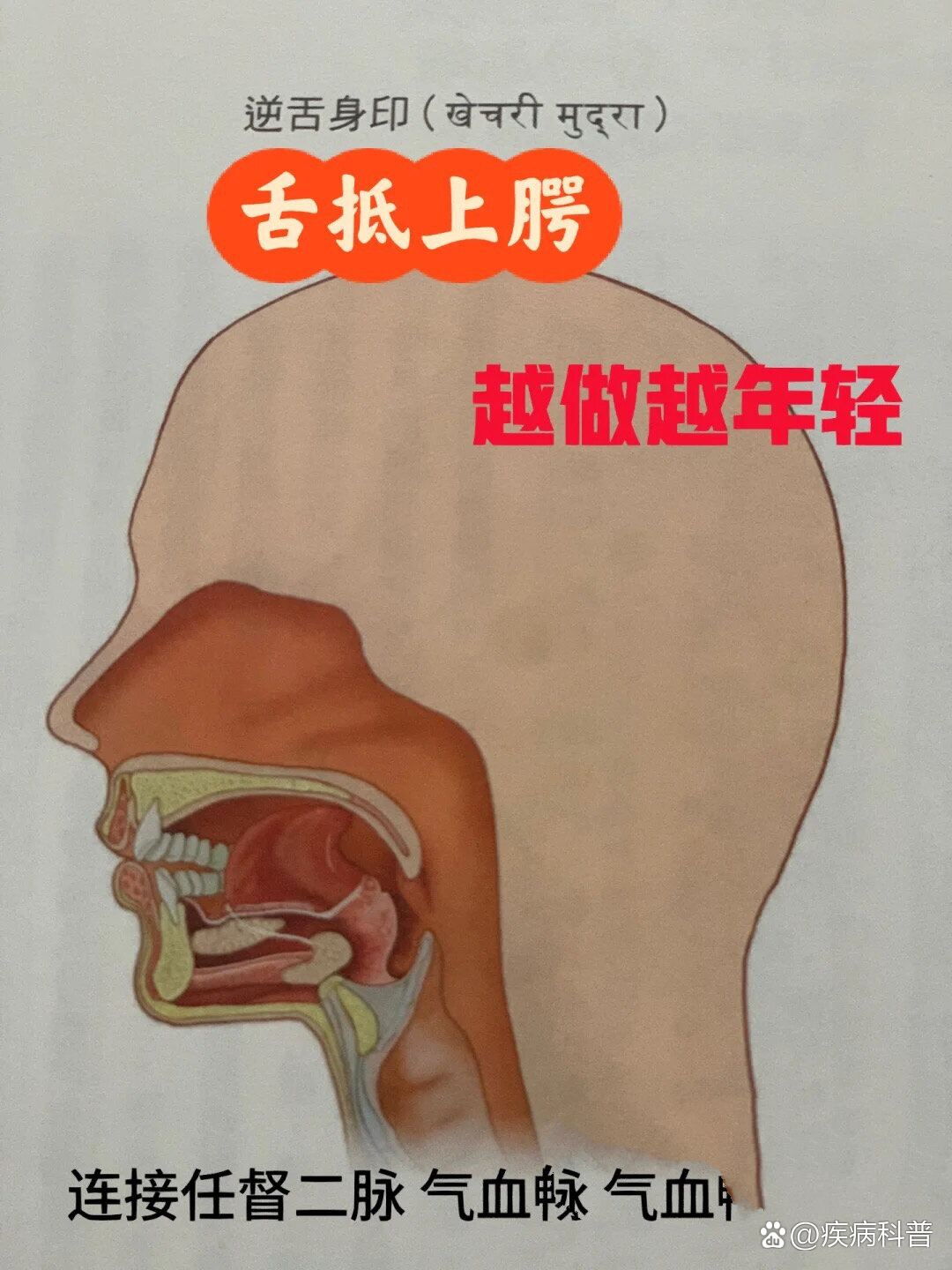 逆舌身印呼吸系统内部最好的保卫者