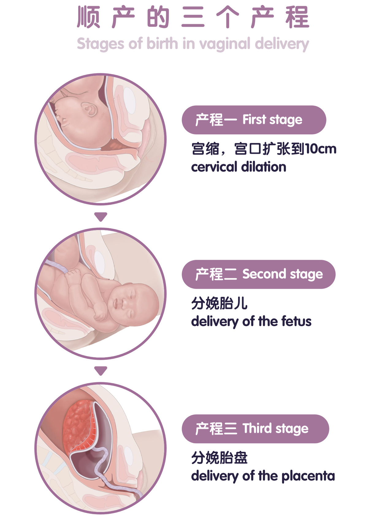 宫颈口闭合图片