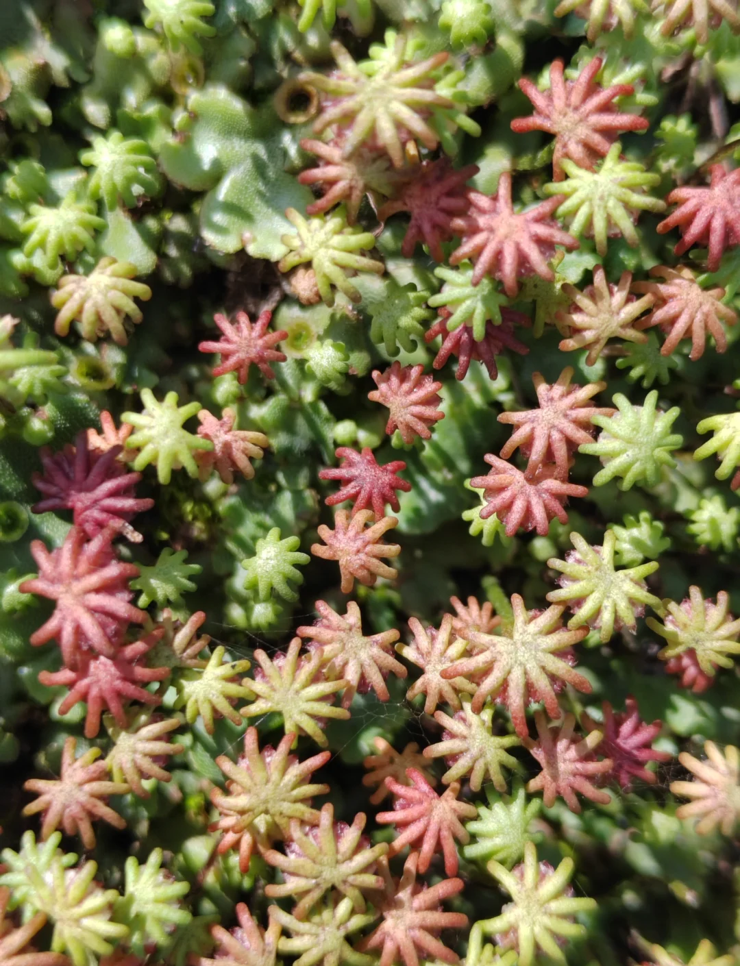 地钱：中药野菜两相宜