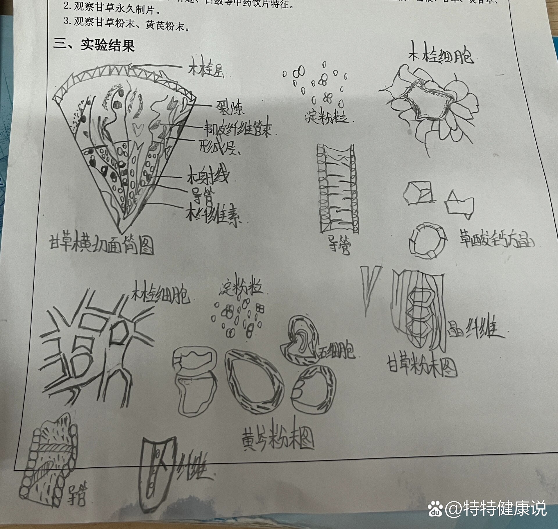 甘草永久切片,甘草粉末,黄芩粉末图