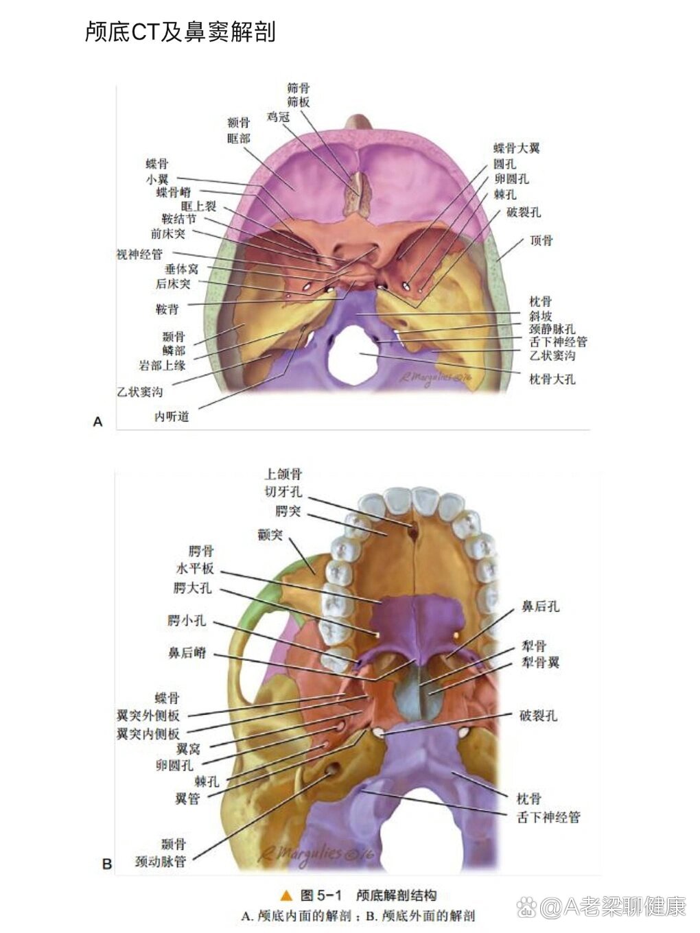 枕骨大孔矢状位解剖图图片