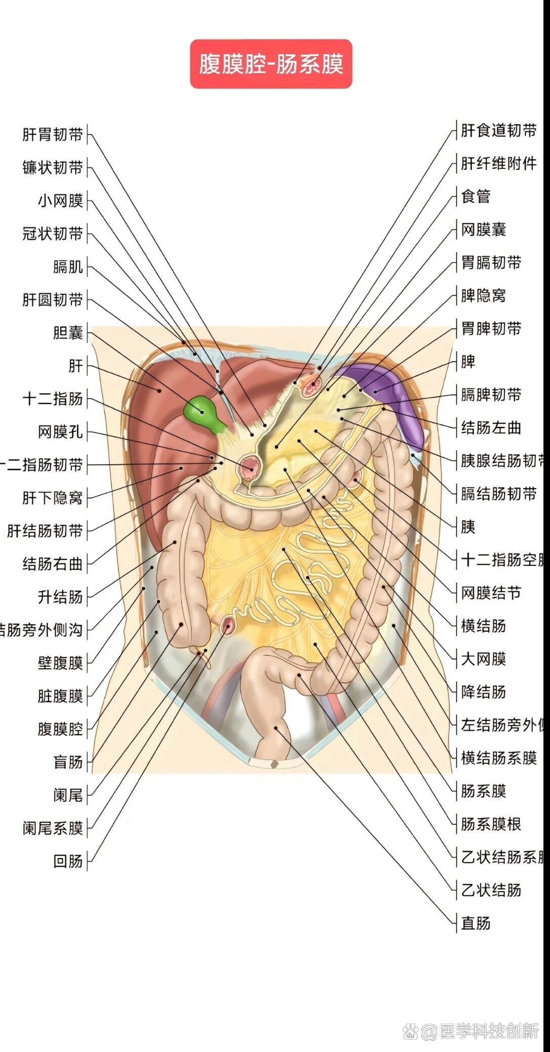 腹部解剖示意图