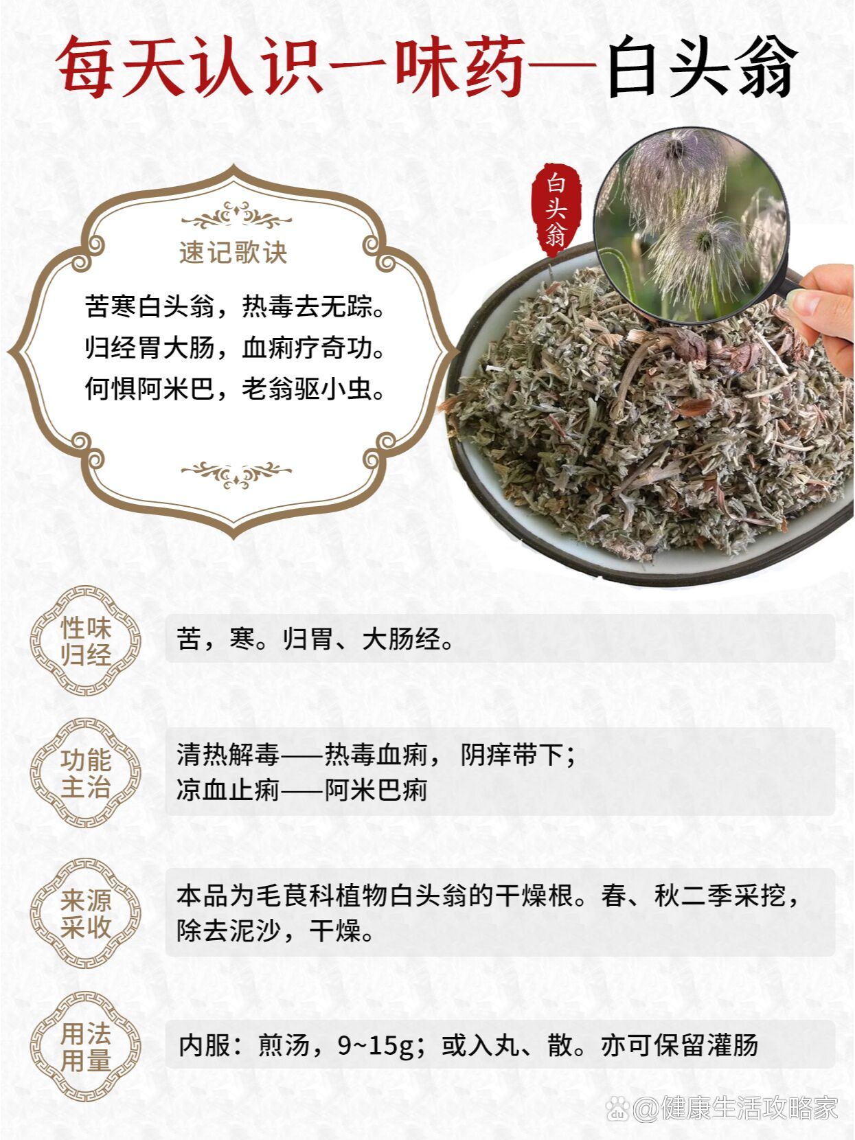 白头翁草的用途和图片图片