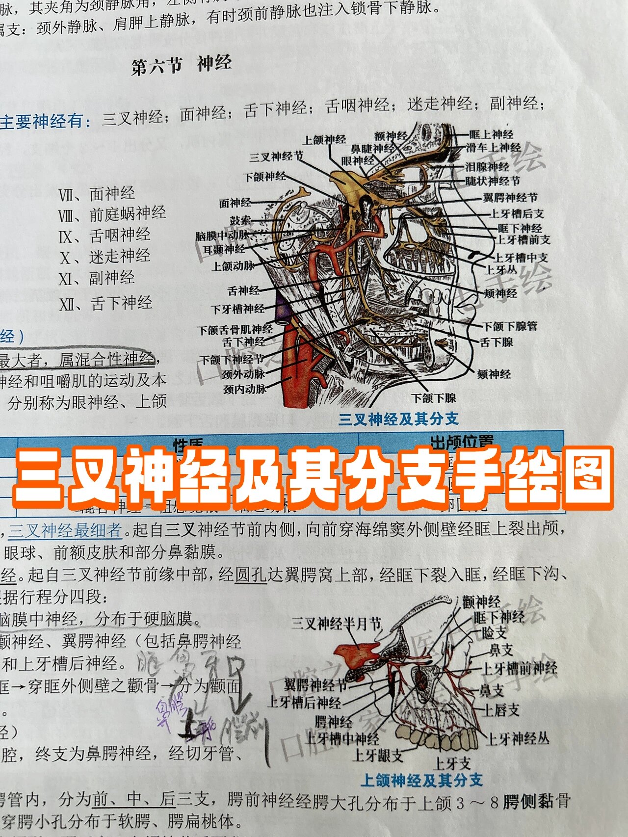 三叉神经及其分支手绘图