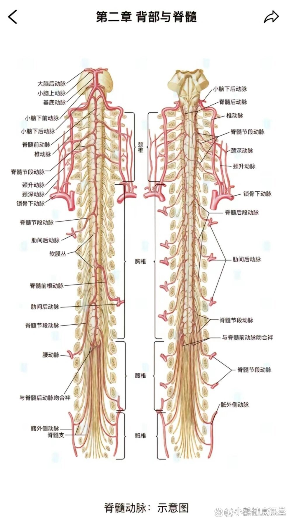 脊髓的解剖示意图