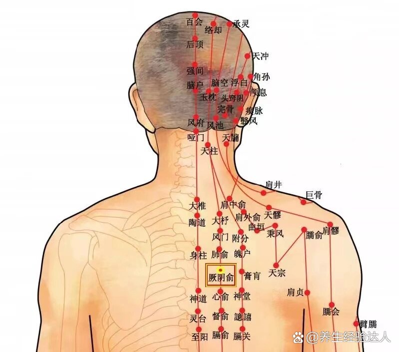 每日一穴【厥阴俞穴】