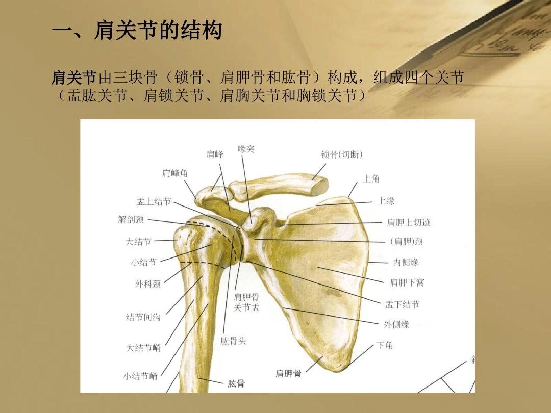 肩胸关节 名词解释图片