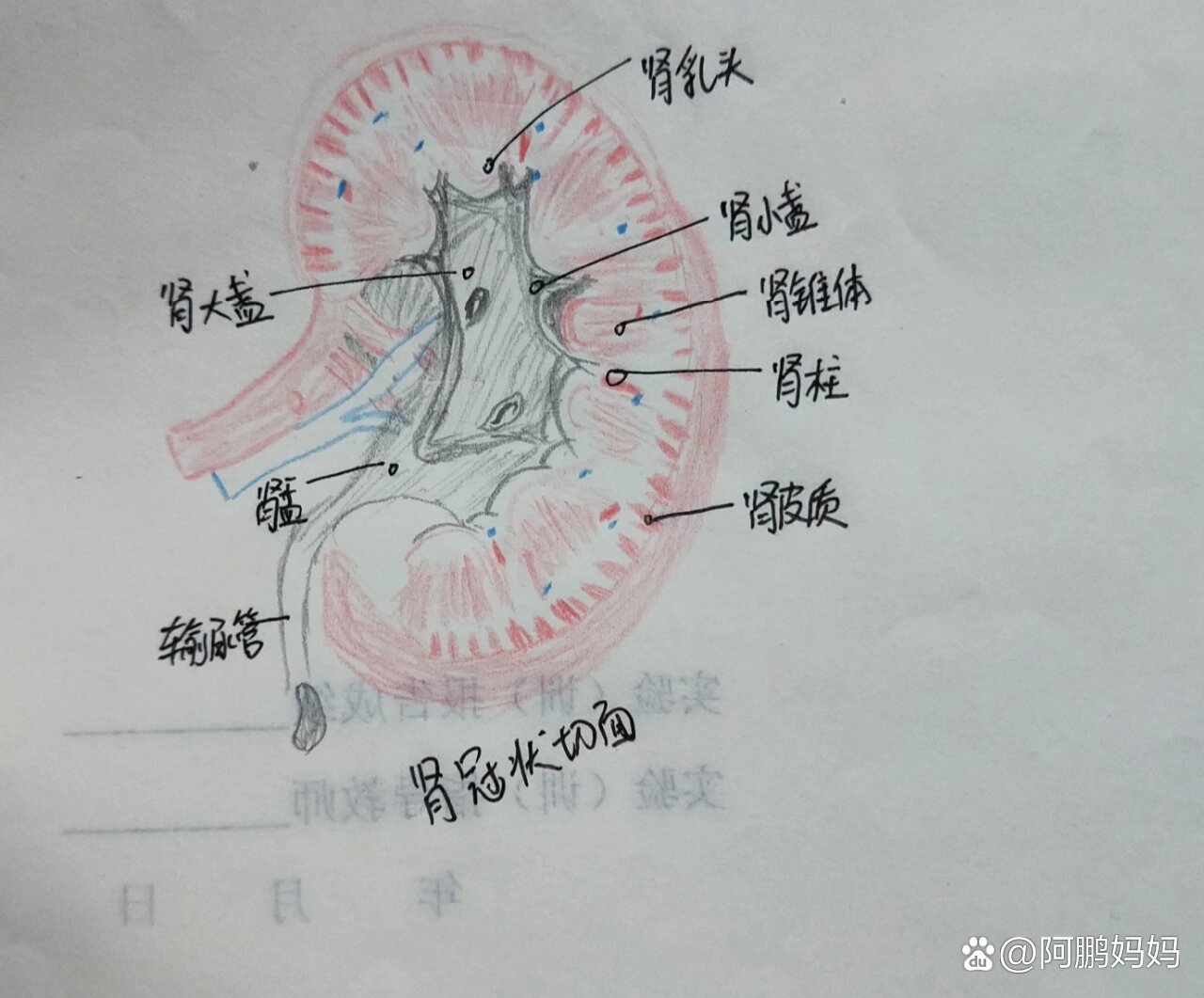 肾的冠状切面,医学生解刨手绘图95