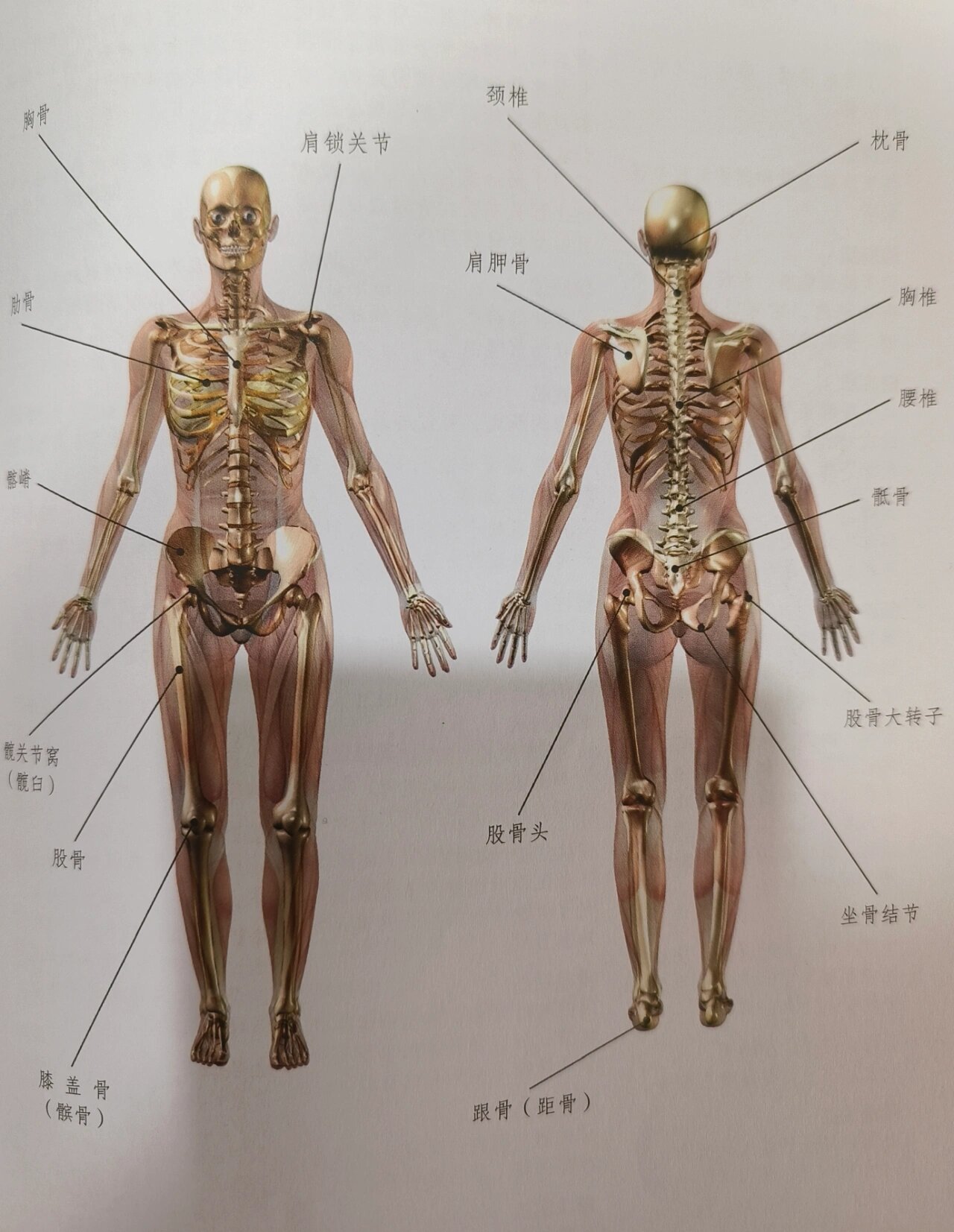 人体解剖学教程图片