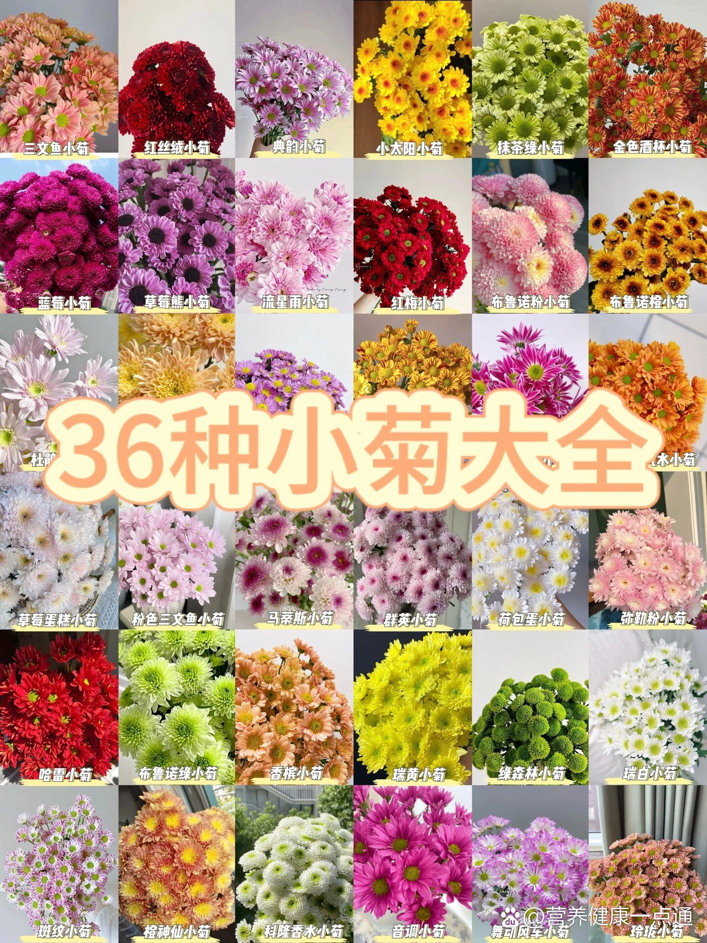 一次性教你认识36种小菊品种