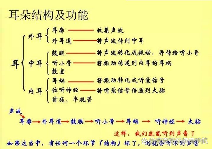 听小骨的作用图片