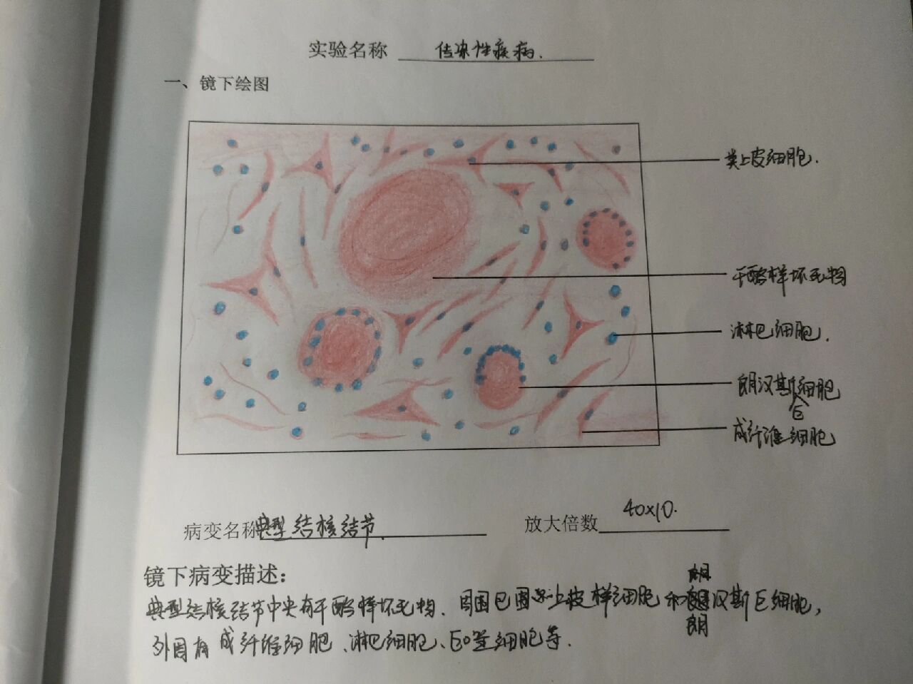 巨噬细胞生物绘图图片