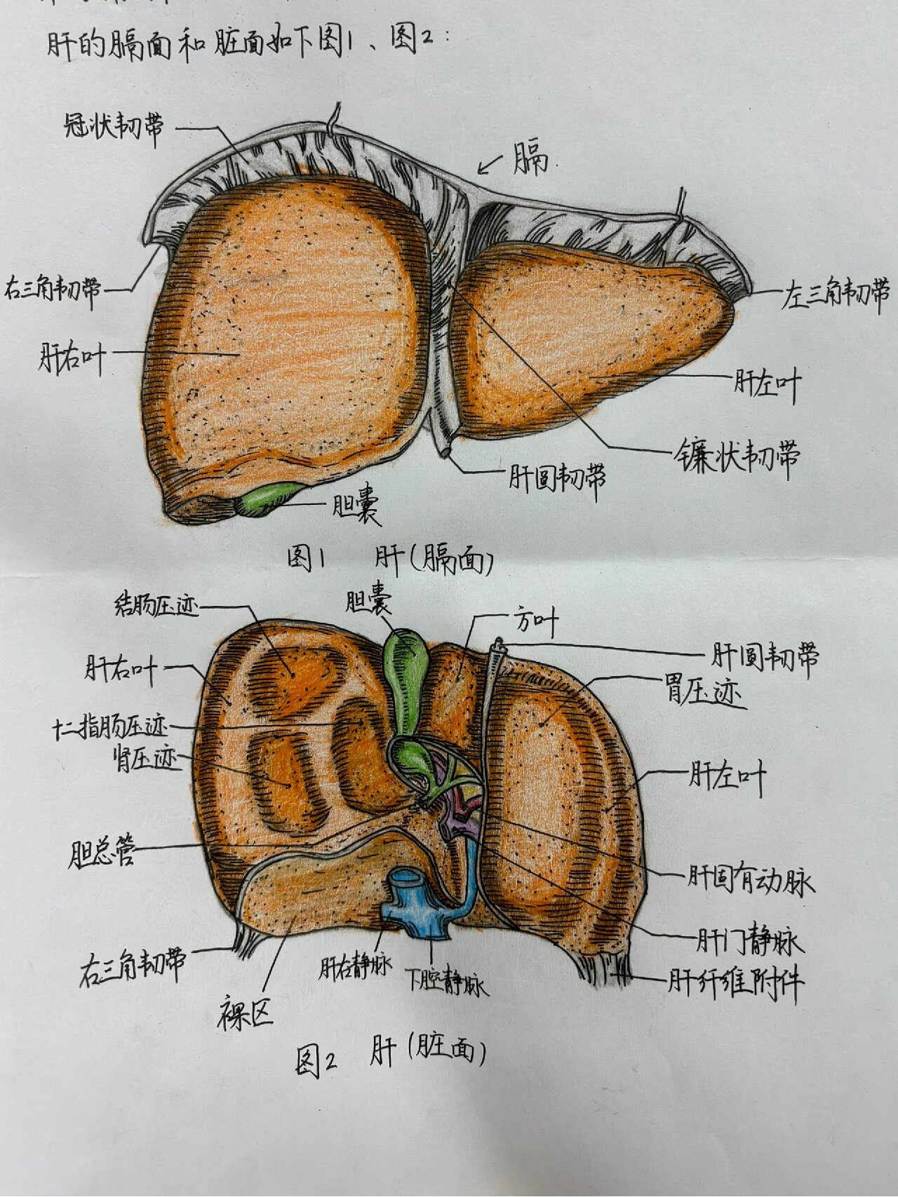 膈面脏面图片