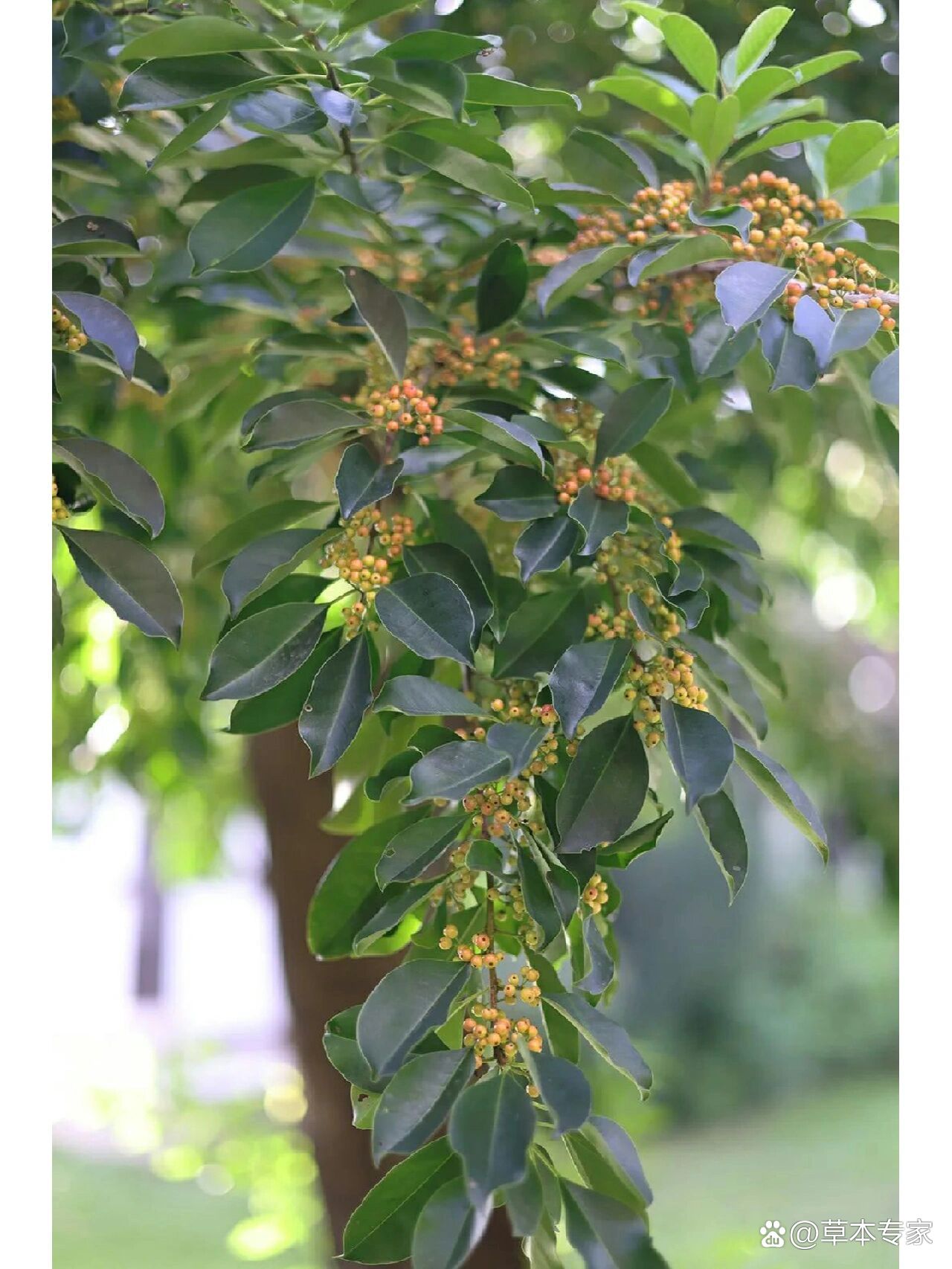 广东庭院植物|铁冬青(万子千红)