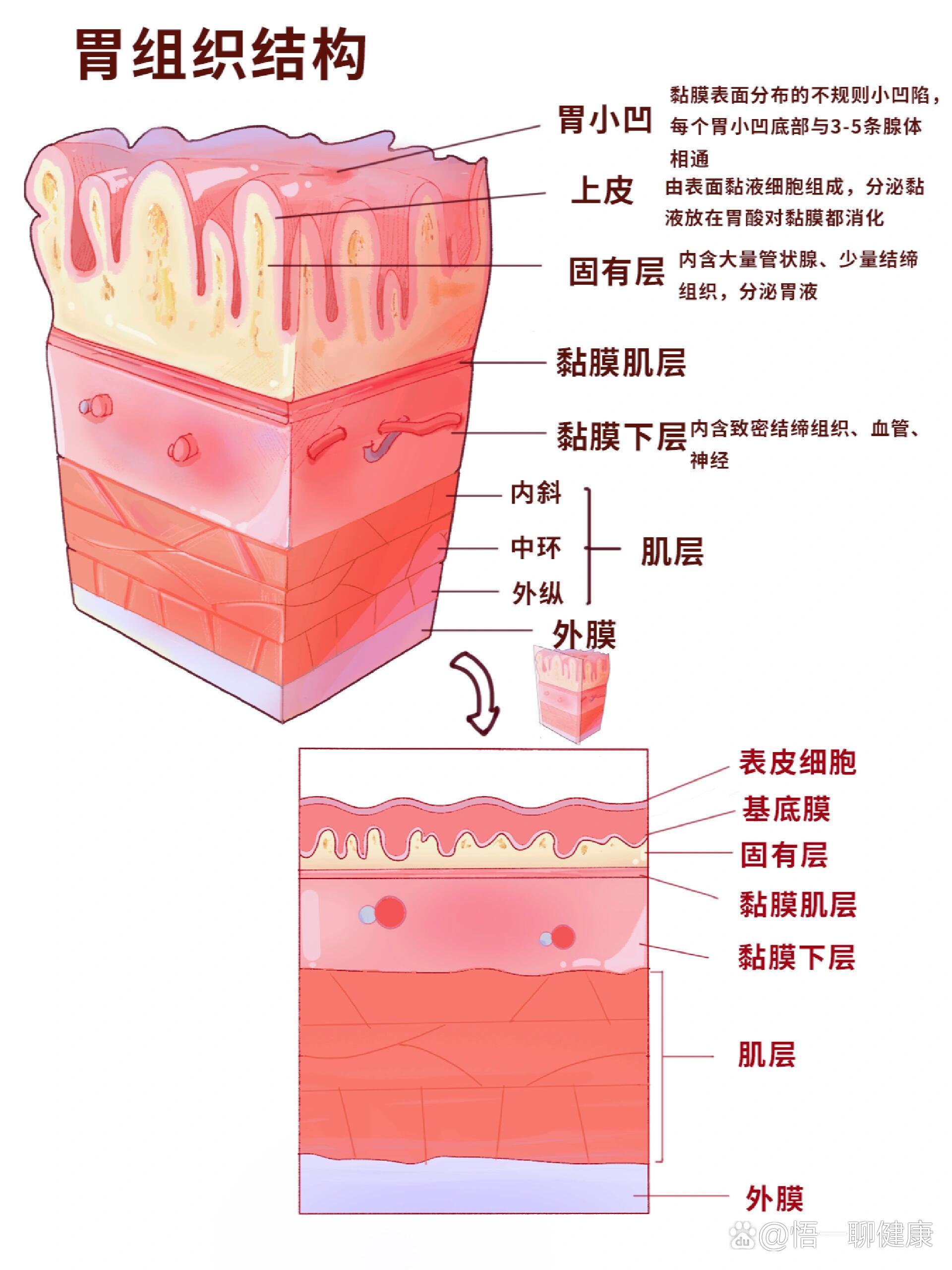 胃的形态结构图手绘图片