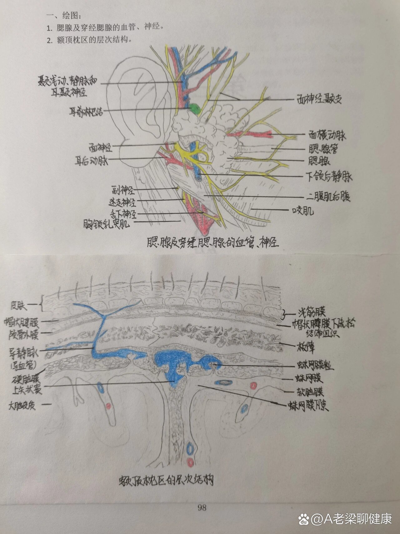 纹孔导管手绘图图片