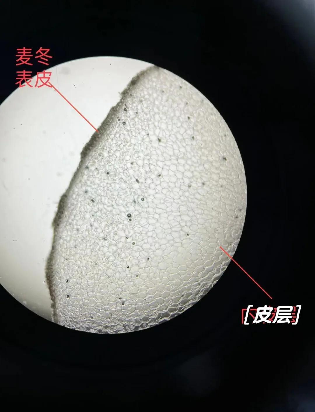 麦冬横切面组织构造图