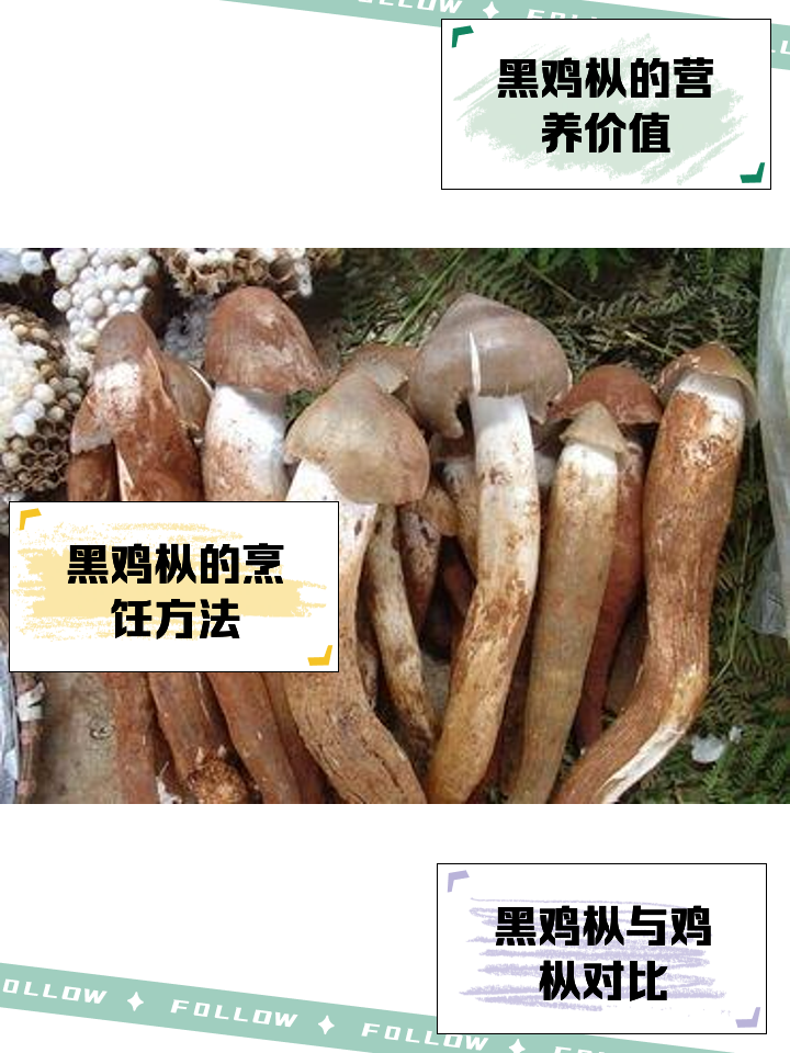 黑鸡枞