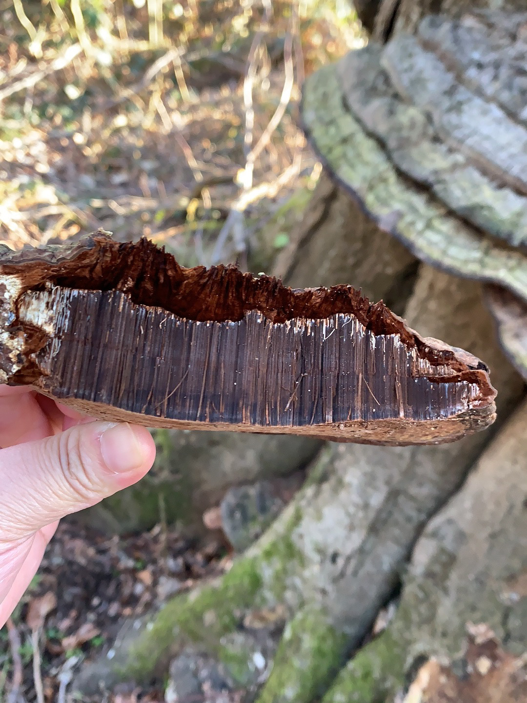 有人知道这个是树舌灵芝吗