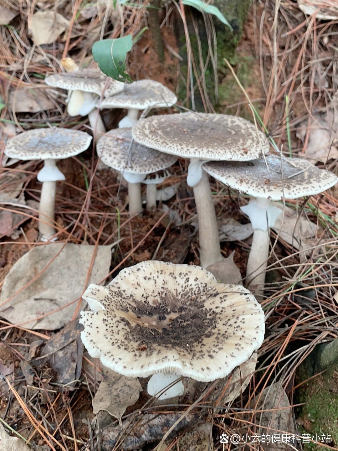 白毒鹅膏菌 食用图片