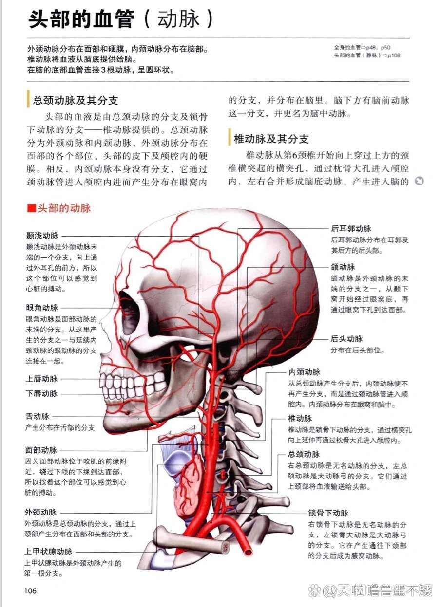 解剖学