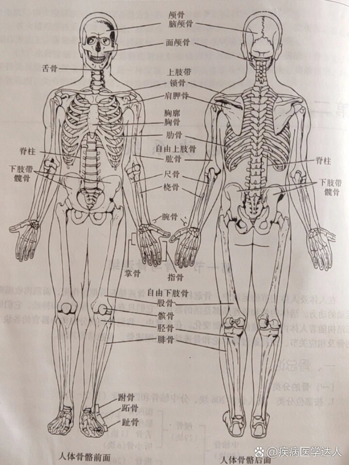 人体主要骨骼