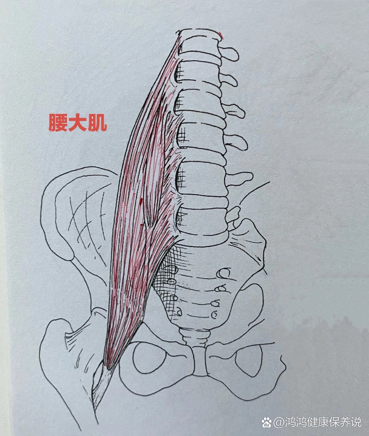 腰椎两侧肌肉