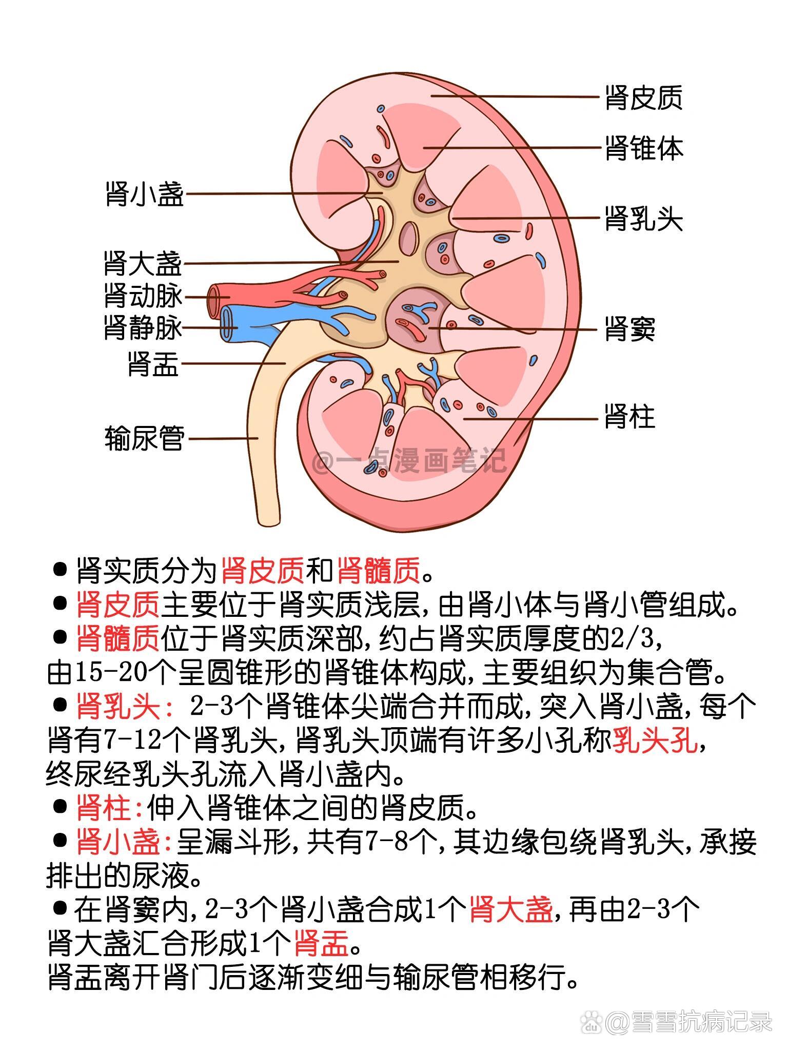 学习笔记94肾脏结构图