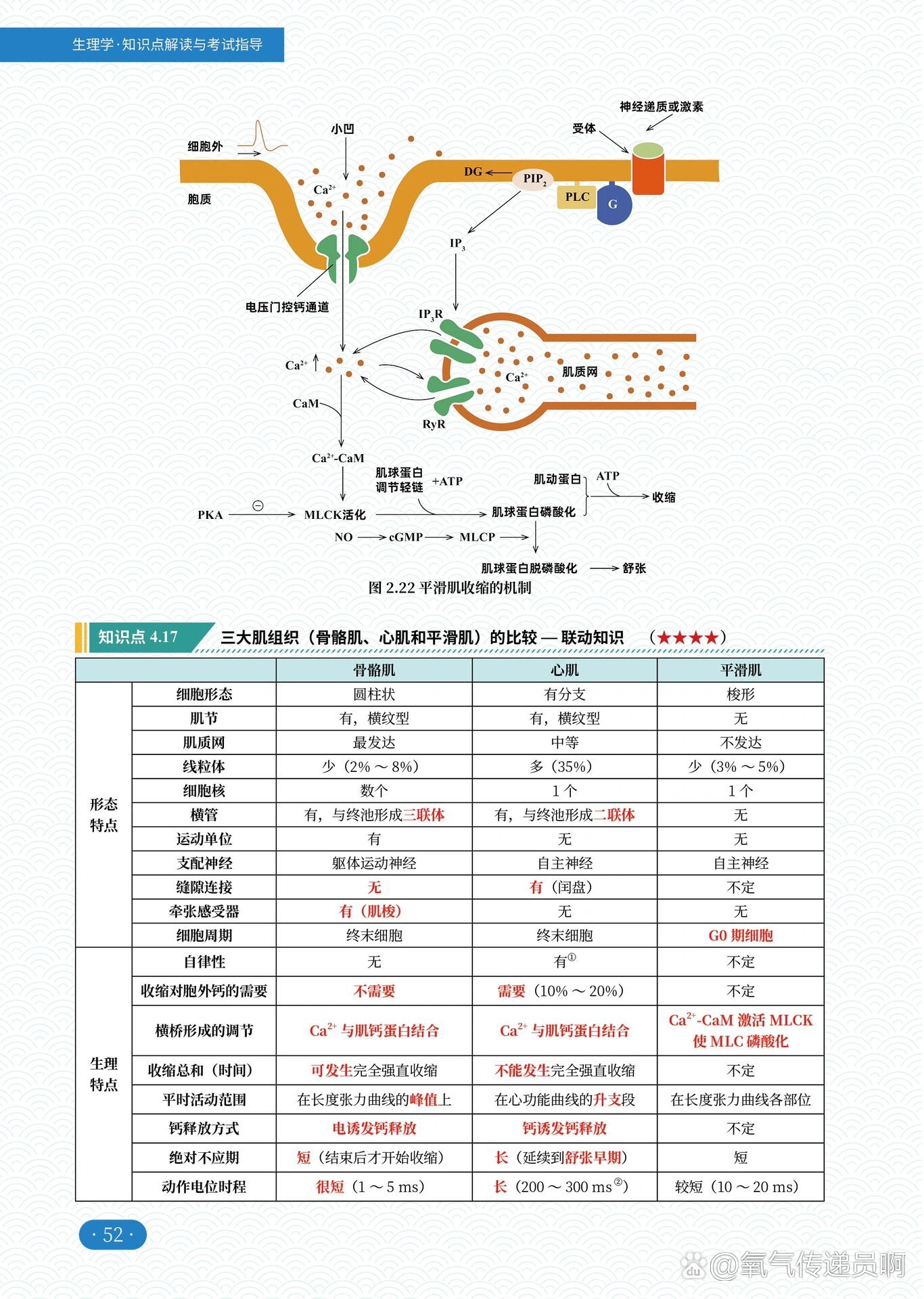 平滑肌收缩的机制很难❓一张图搞定💯