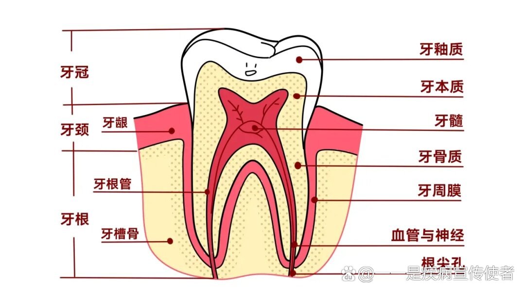 牙齿结构图片名称图片