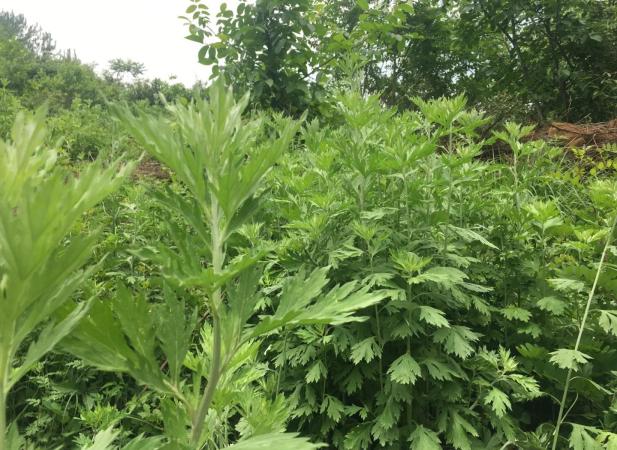 艾草的奇妙一生：从艾叶到艾灰的宝藏