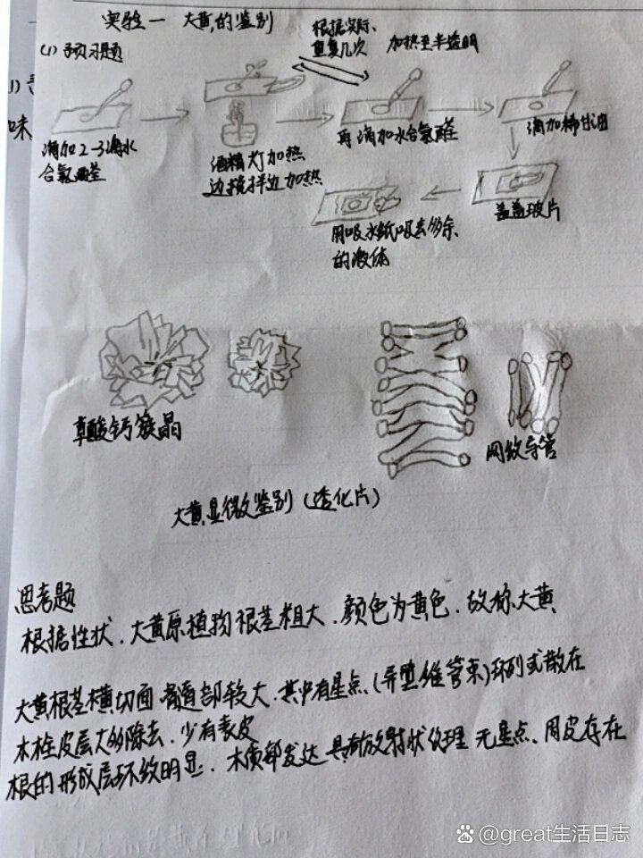 大黄粉末微量升华简图图片