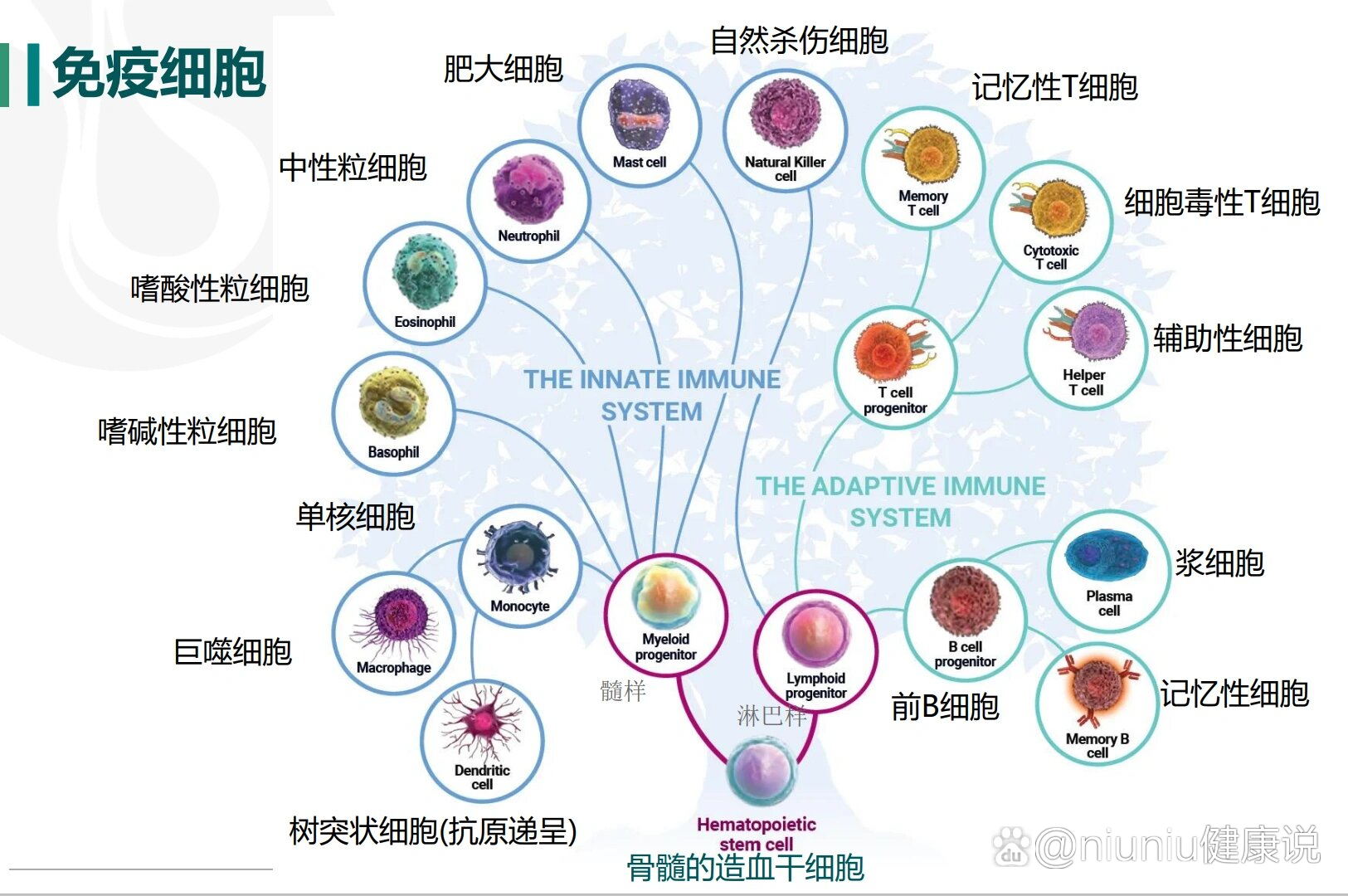 免疫细胞的分类
