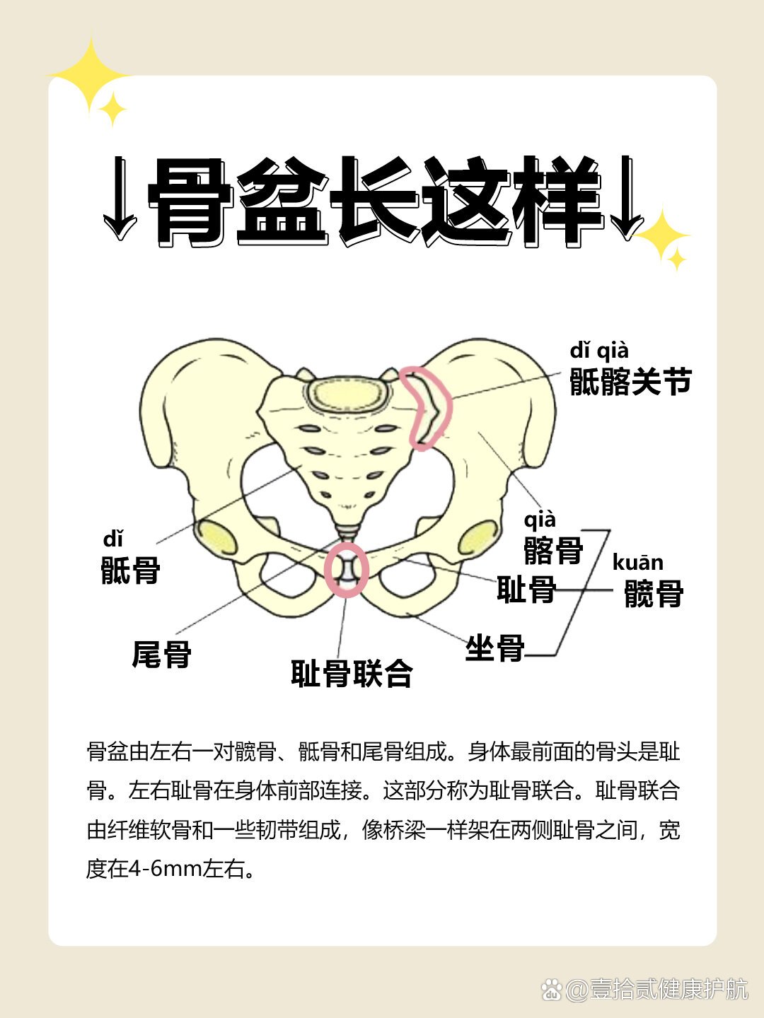 耻骨联合定位图图片