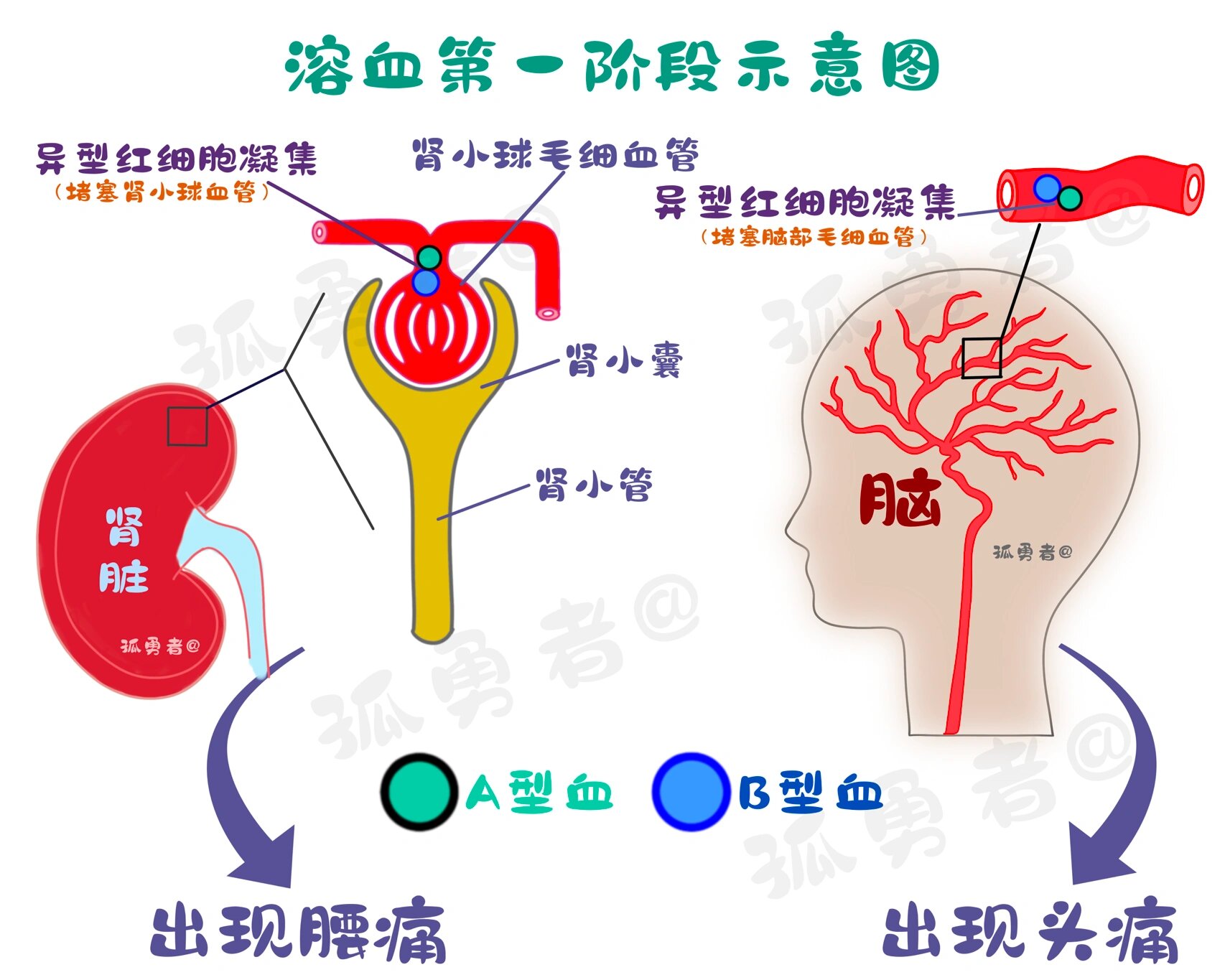 血平板溶血现象图片图片