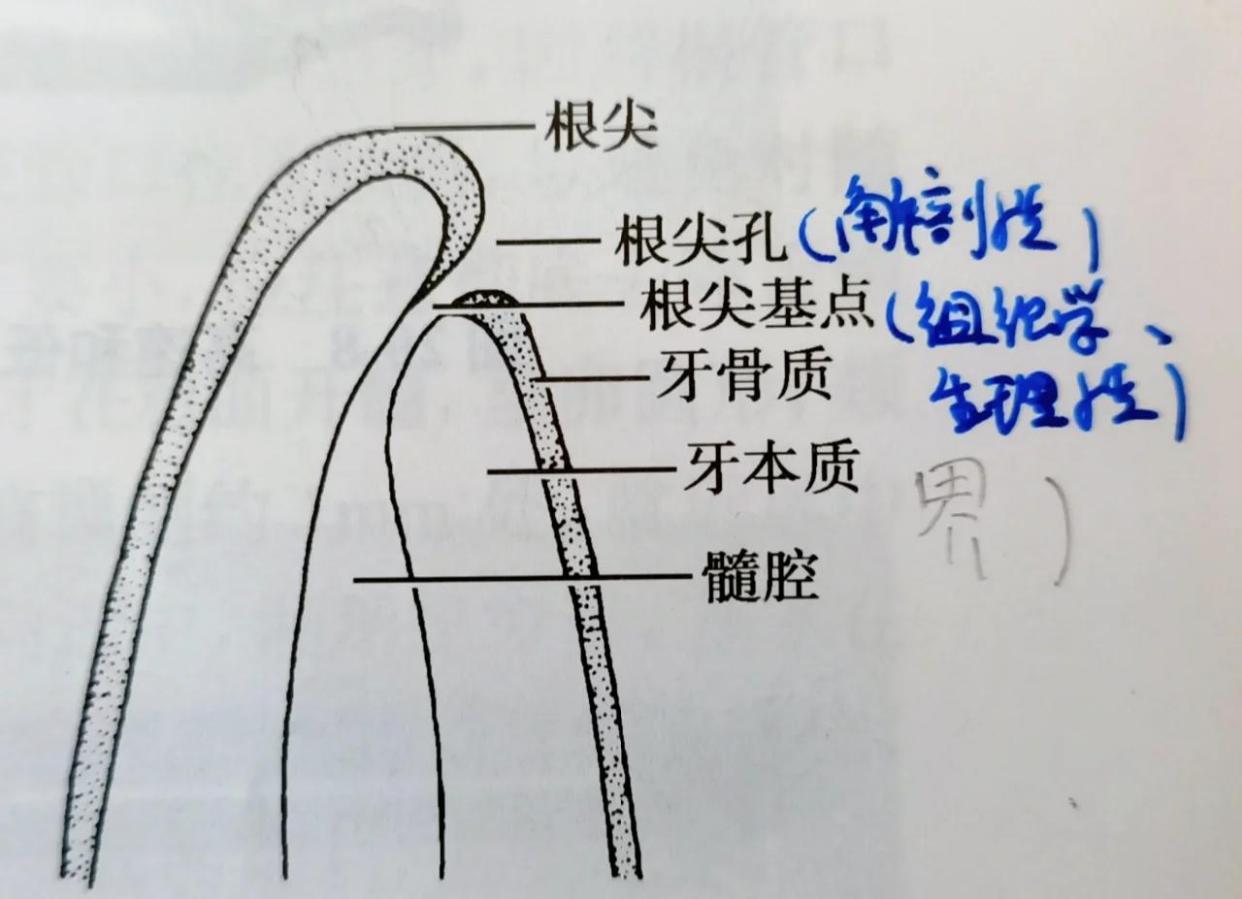 根尖孔揭秘：解剖&生理