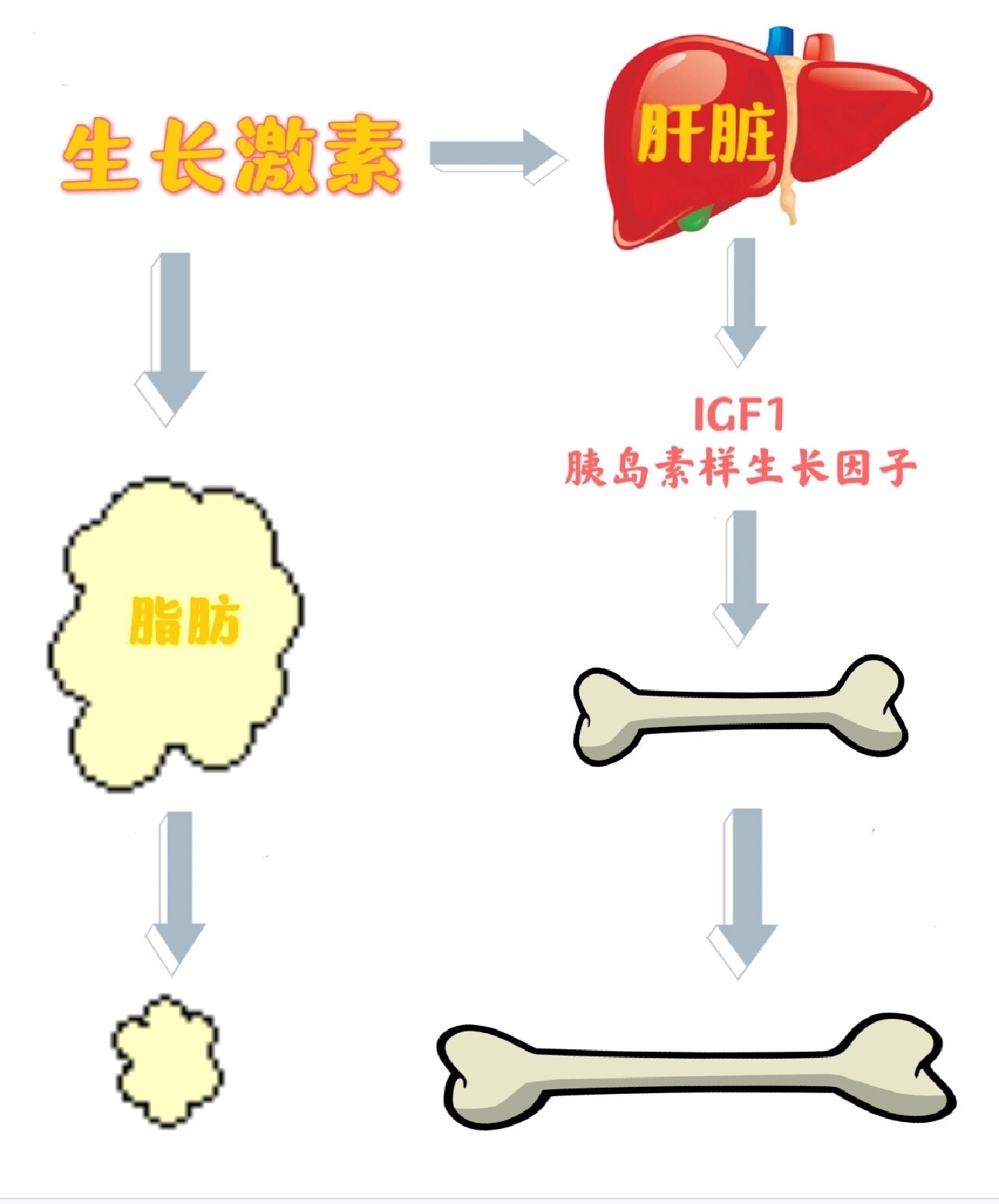 除了类胰岛素生长因子偏低正常范围内外其他检查包括微量元素甲功