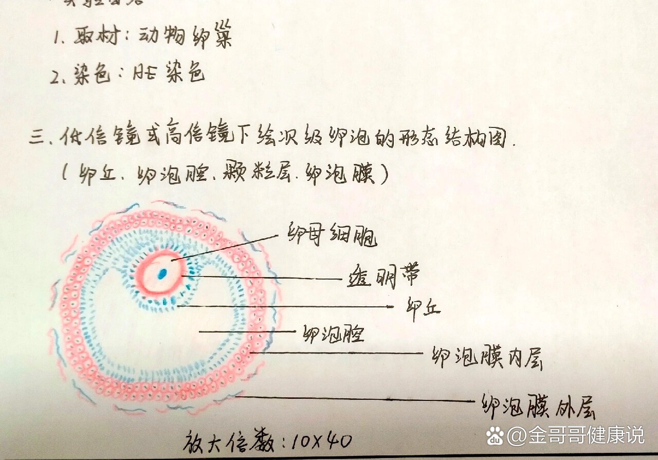 次级卵泡结构图图片