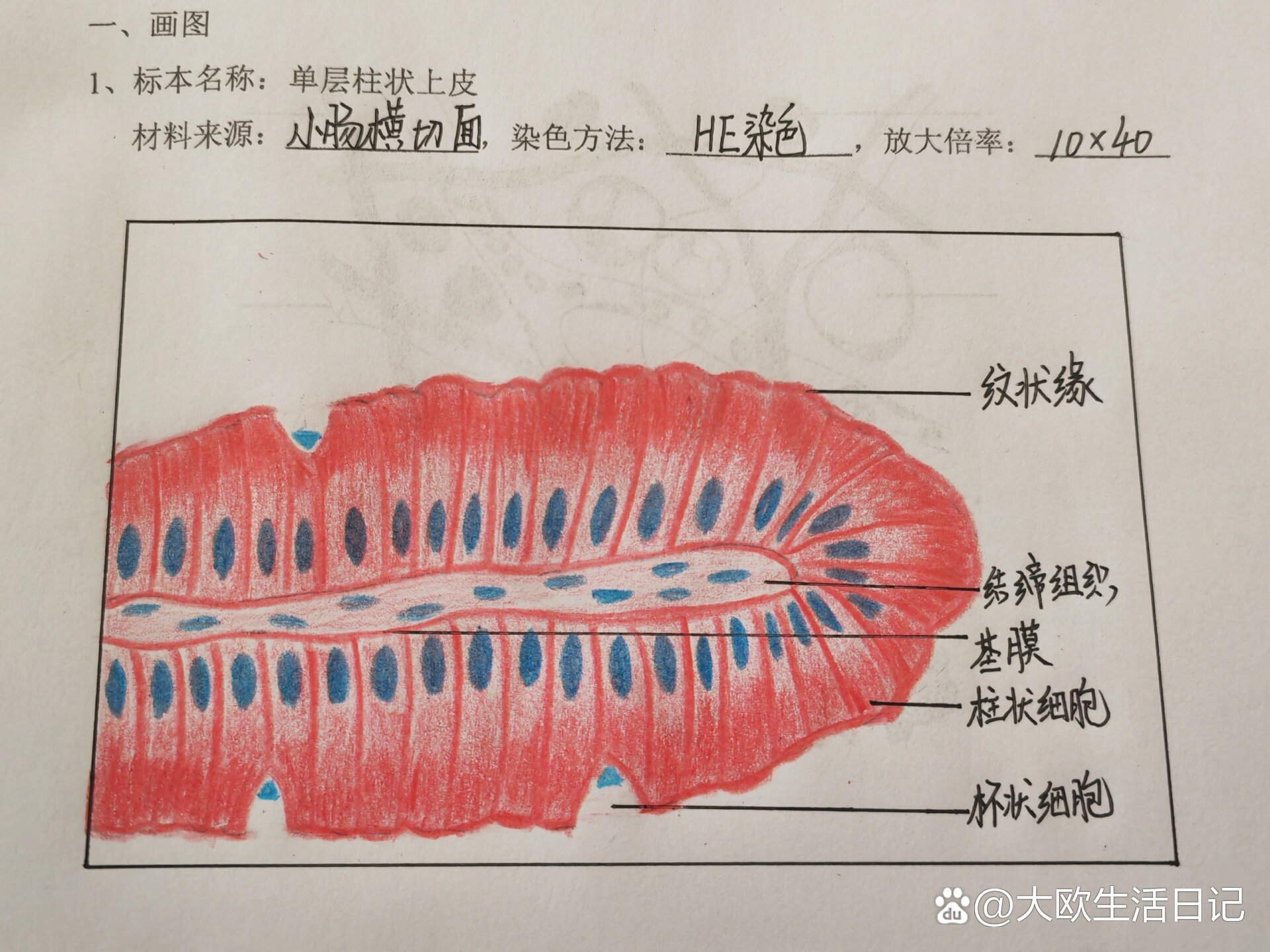 小肠上皮结构图片