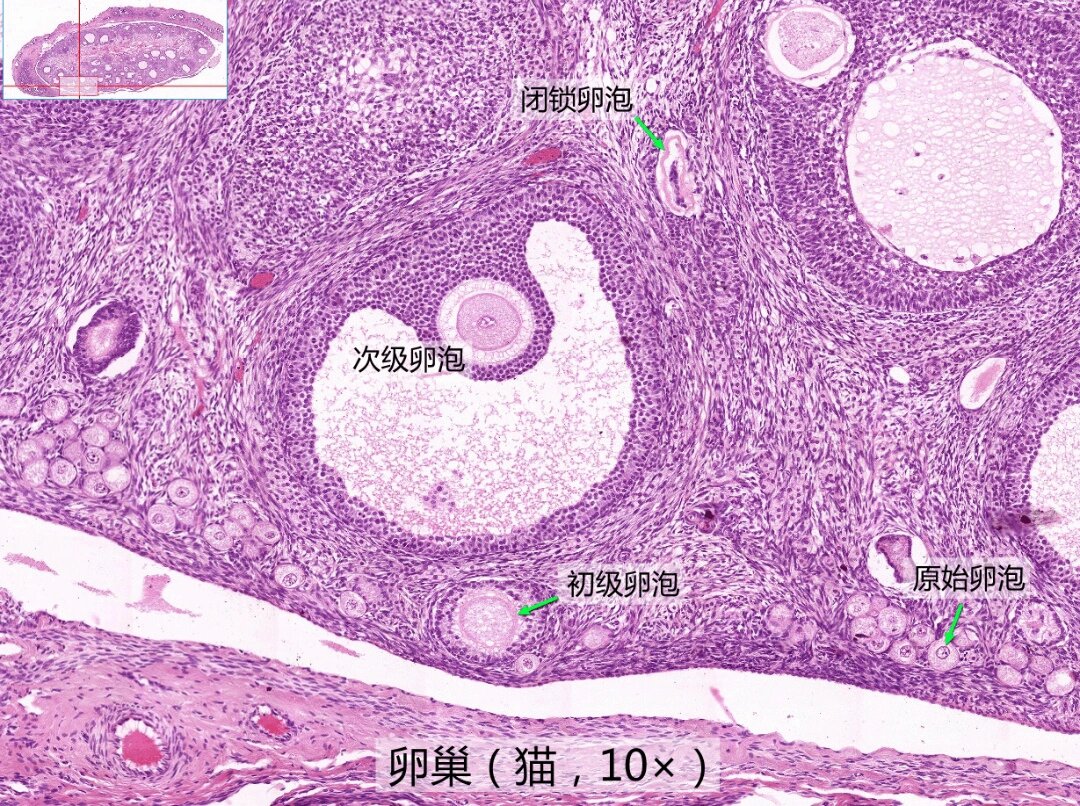 组胚重点切片观察:女性生殖系统