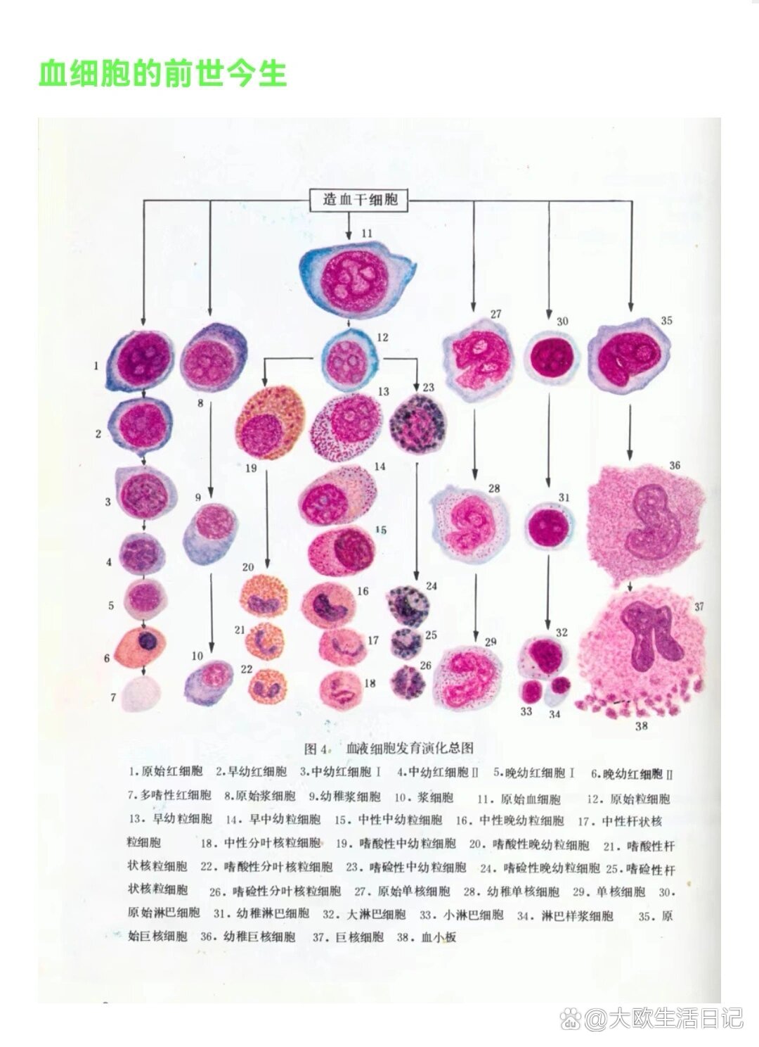 外周血涂片染色图片