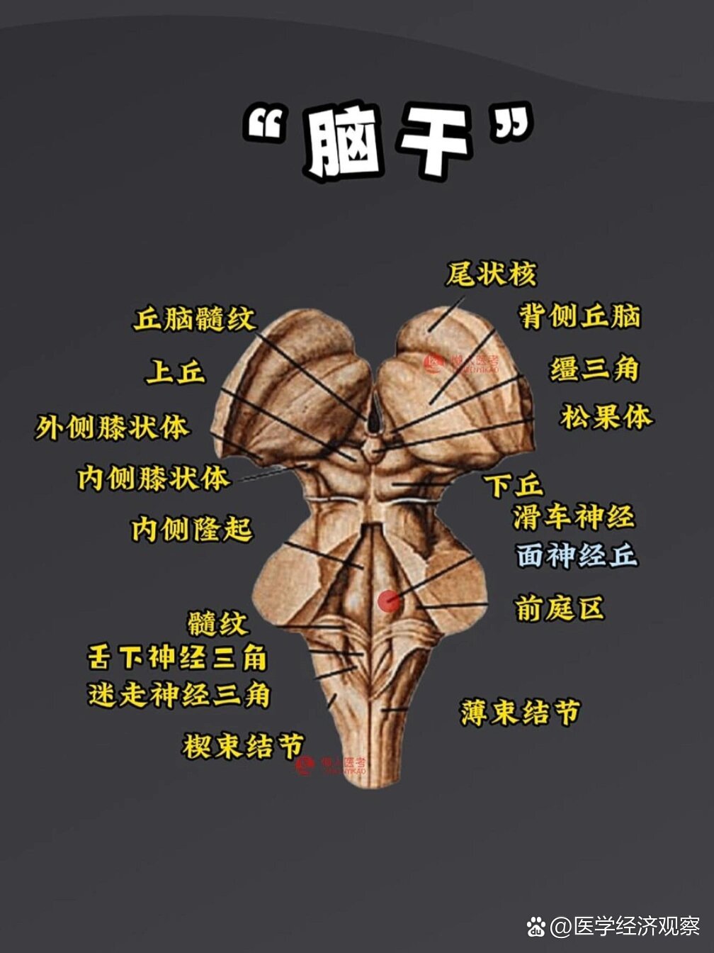 脑干示意图图片