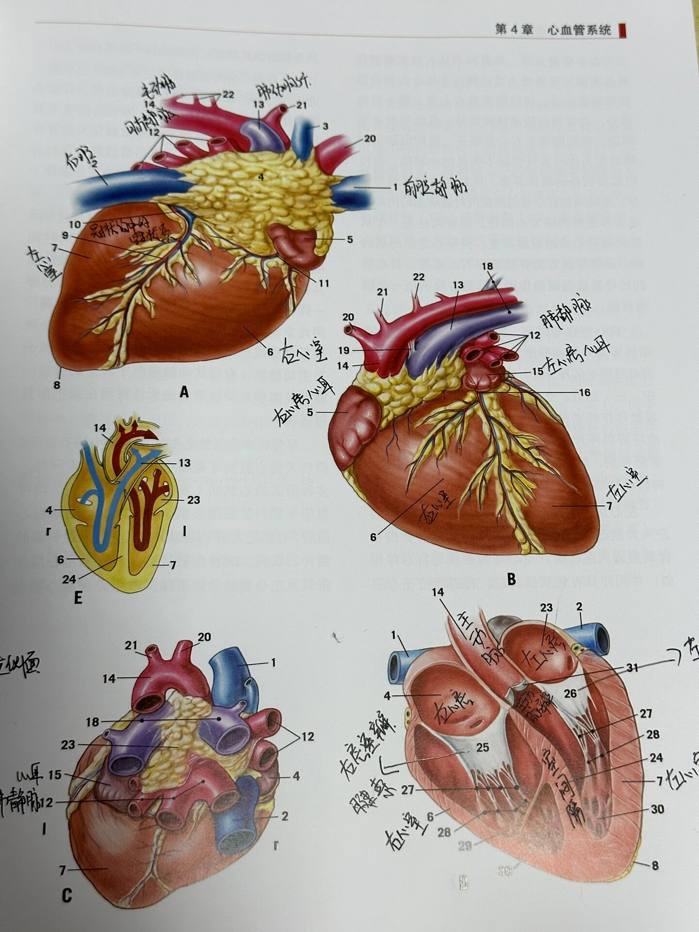 心脏解剖图