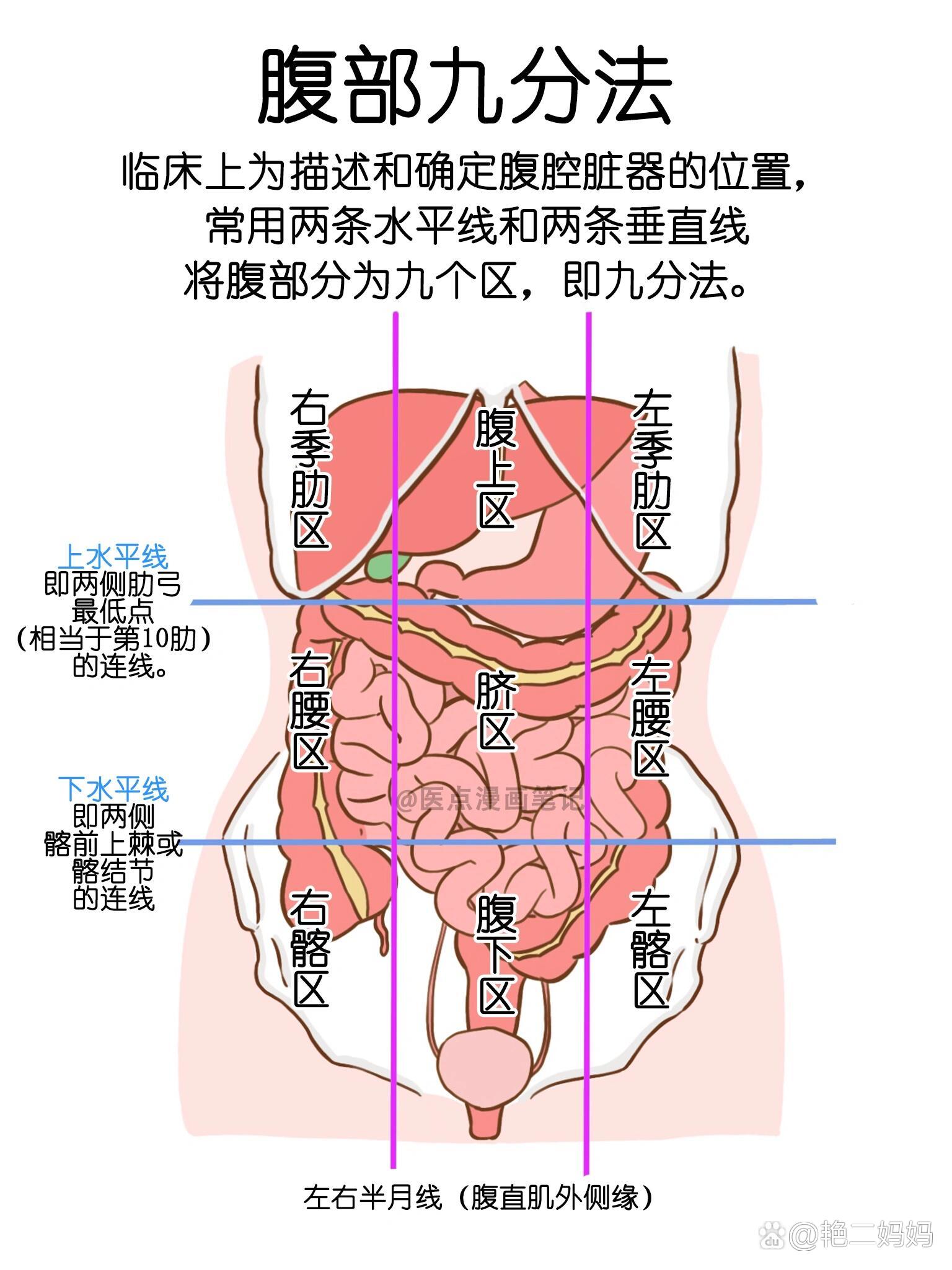 医学生笔记📝腹部九分法