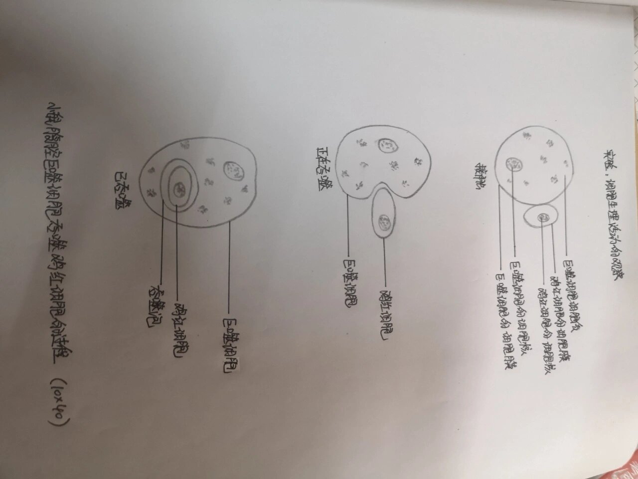 鸡红细胞怎么画图片