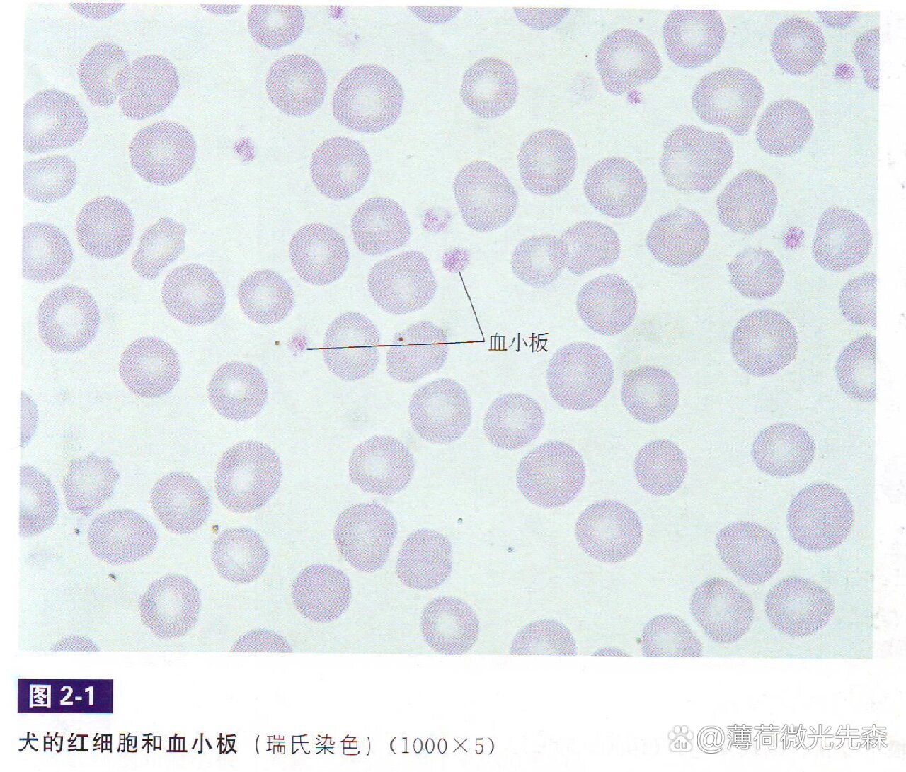 狗附红细胞体图片